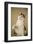 Calico cat getting ready to swat at a toy.-Janet Horton-Framed Photographic Print