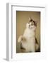 Calico cat getting ready to swat at a toy.-Janet Horton-Framed Photographic Print