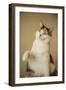 Calico cat getting ready to swat at a toy.-Janet Horton-Framed Photographic Print