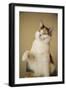 Calico cat getting ready to swat at a toy.-Janet Horton-Framed Photographic Print