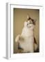 Calico cat getting ready to swat at a toy.-Janet Horton-Framed Photographic Print