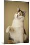 Calico cat getting ready to swat at a toy.-Janet Horton-Mounted Photographic Print