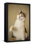 Calico cat getting ready to swat at a toy.-Janet Horton-Framed Stretched Canvas