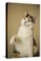 Calico cat getting ready to swat at a toy.-Janet Horton-Stretched Canvas