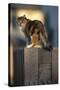 Calico Cat on Wooden Fence-DLILLC-Stretched Canvas