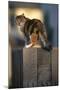 Calico Cat on Wooden Fence-DLILLC-Mounted Photographic Print