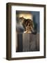 Calico Cat on Wooden Fence-DLILLC-Framed Photographic Print