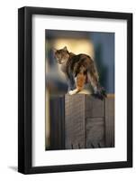 Calico Cat on Wooden Fence-DLILLC-Framed Photographic Print