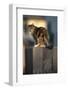 Calico Cat on Wooden Fence-DLILLC-Framed Photographic Print