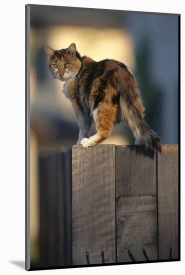 Calico Cat on Wooden Fence-DLILLC-Mounted Photographic Print