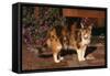 Calico Cat Outside-DLILLC-Framed Stretched Canvas