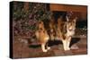 Calico Cat Outside-DLILLC-Stretched Canvas