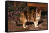 Calico Cat Outside-DLILLC-Framed Stretched Canvas