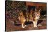 Calico Cat Outside-DLILLC-Stretched Canvas