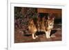 Calico Cat Outside-DLILLC-Framed Photographic Print