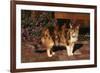 Calico Cat Outside-DLILLC-Framed Photographic Print