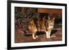 Calico Cat Outside-DLILLC-Framed Photographic Print