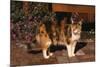 Calico Cat Outside-DLILLC-Mounted Photographic Print