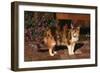 Calico Cat Outside-DLILLC-Framed Photographic Print