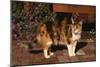 Calico Cat Outside-DLILLC-Mounted Photographic Print