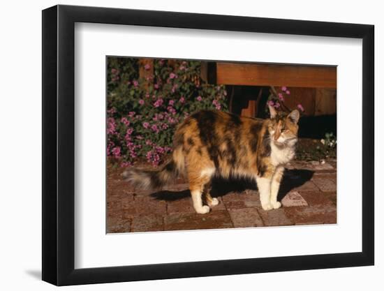 Calico Cat Outside-DLILLC-Framed Photographic Print