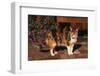 Calico Cat Outside-DLILLC-Framed Photographic Print