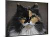 Calico Cat Portrait-Jai Johnson-Mounted Giclee Print