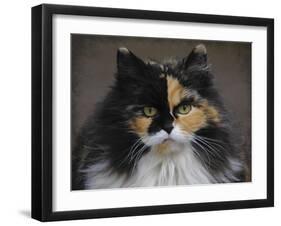 Calico Cat Portrait-Jai Johnson-Framed Giclee Print