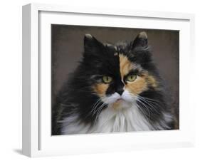 Calico Cat Portrait-Jai Johnson-Framed Giclee Print