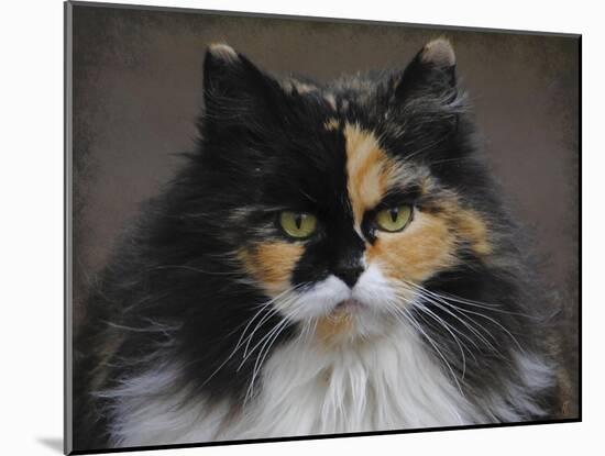 Calico Cat Portrait-Jai Johnson-Mounted Giclee Print