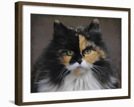 Calico Cat Portrait-Jai Johnson-Framed Giclee Print