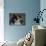 Calico Cat Portrait-Jai Johnson-Mounted Giclee Print displayed on a wall