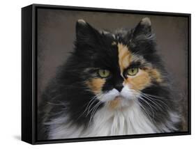 Calico Cat Portrait-Jai Johnson-Framed Stretched Canvas