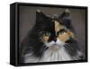 Calico Cat Portrait-Jai Johnson-Framed Stretched Canvas