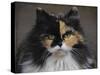 Calico Cat Portrait-Jai Johnson-Stretched Canvas