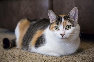 https://imgc.allpostersimages.com/img/posters/calico-cat-relaxing-on-a-carpeted-floor_u-L-Q1GCR7C0.jpg?artPerspective=n