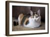 Calico cat relaxing on a carpeted floor.-Janet Horton-Framed Photographic Print