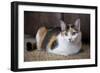 Calico cat relaxing on a carpeted floor.-Janet Horton-Framed Photographic Print