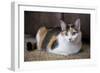 Calico cat relaxing on a carpeted floor.-Janet Horton-Framed Photographic Print