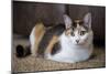 Calico cat relaxing on a carpeted floor.-Janet Horton-Mounted Photographic Print