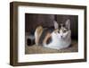 Calico cat relaxing on a carpeted floor.-Janet Horton-Framed Photographic Print