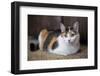 Calico cat relaxing on a carpeted floor.-Janet Horton-Framed Photographic Print