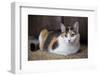 Calico cat relaxing on a carpeted floor.-Janet Horton-Framed Photographic Print