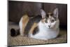 Calico cat relaxing on a carpeted floor.-Janet Horton-Mounted Photographic Print