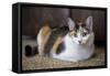 Calico cat relaxing on a carpeted floor.-Janet Horton-Framed Stretched Canvas