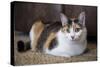 Calico cat relaxing on a carpeted floor.-Janet Horton-Stretched Canvas