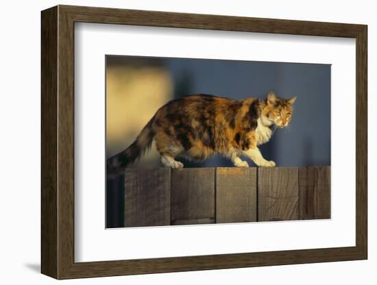 Calico Cat Walking on Fence-DLILLC-Framed Photographic Print