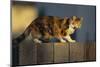 Calico Cat Walking on Fence-DLILLC-Mounted Photographic Print