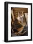 Calico cat wondering if she will be allowed to stay on the chair she has just hopped up onto.-Janet Horton-Framed Photographic Print