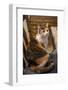 Calico cat wondering if she will be allowed to stay on the chair she has just hopped up onto.-Janet Horton-Framed Photographic Print